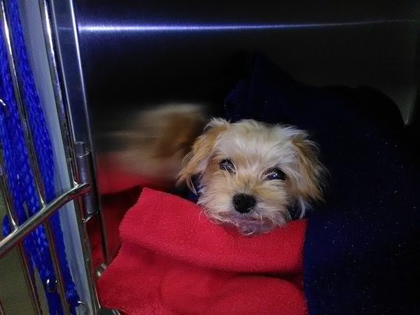 Helping Hands Veterinary Surgery and Dentistry of Virginia