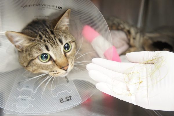 Helping Hands Veterinary Surgery and Dentistry of Virginia
