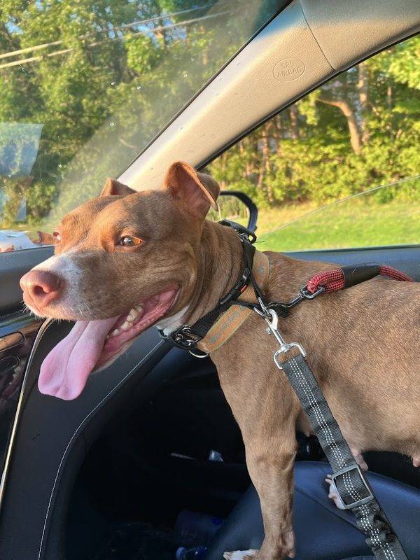 Helping Hands Veterinary Surgery and Dentistry of Virginia