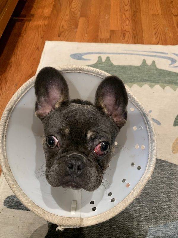 Helping Hands Veterinary Surgery and Dentistry of Virginia