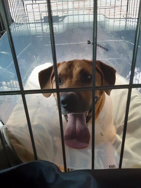 Helping Hands Veterinary Surgery and Dentistry of Virginia