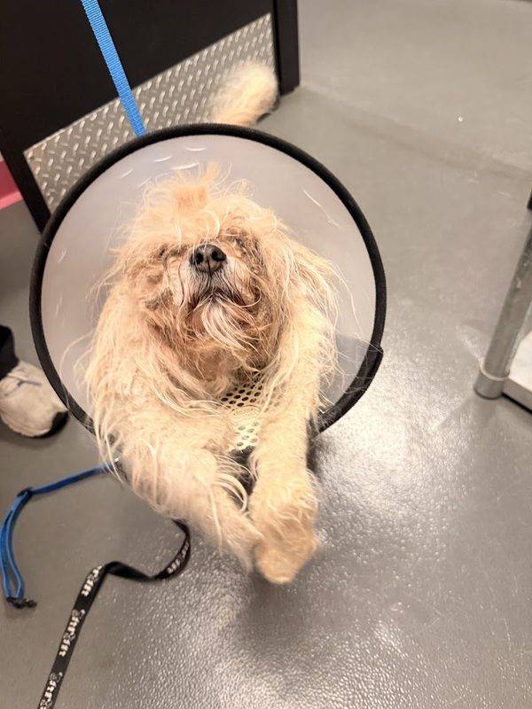 Helping Hands Veterinary Surgery and Dentistry of Virginia
