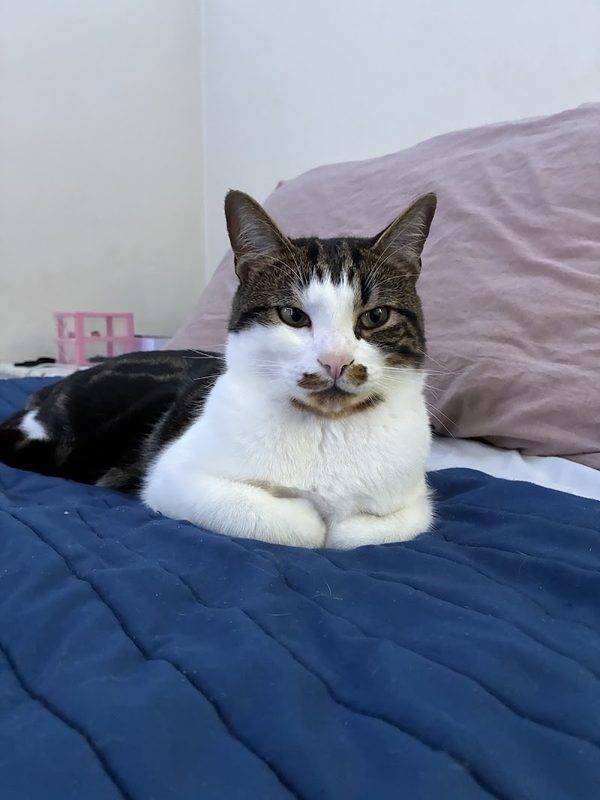 Helping Hands Veterinary Surgery and Dentistry of Virginia