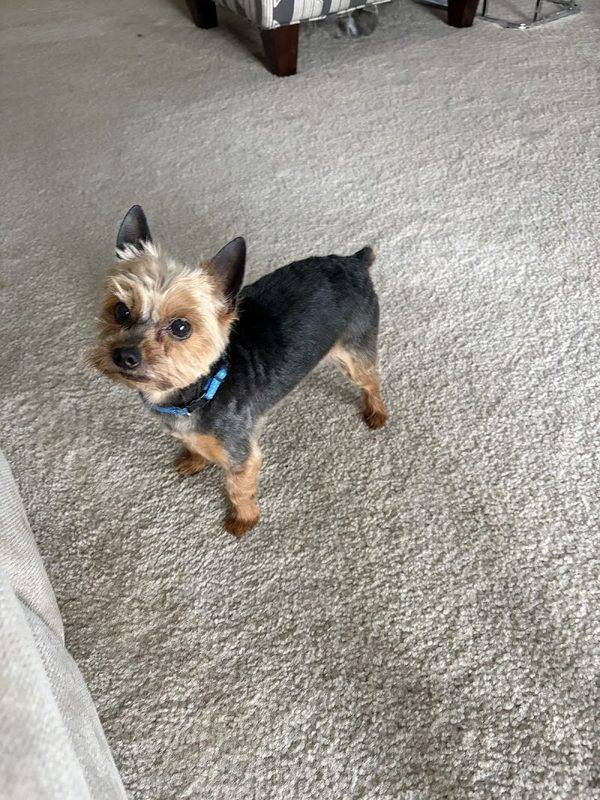 Helping Hands Veterinary Surgery and Dentistry of Virginia