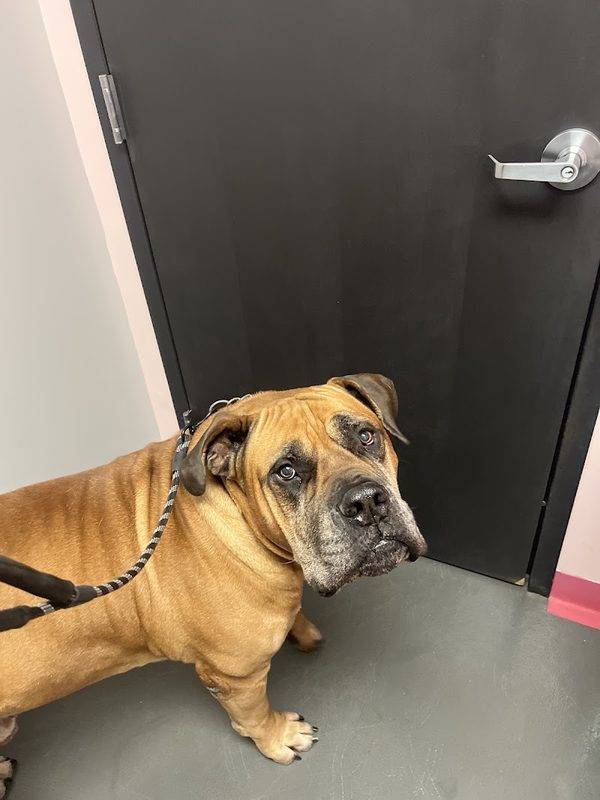 Helping Hands Veterinary Surgery and Dentistry of Virginia